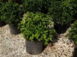 Sneeuwbal Als Bolvorm (Viburnum Tinus 'Spirit') 8 Sneeuwbal Als Bolvorm (Viburnum Tinus 'Spirit') -Directplant Winkel viburnumtinusspiritbol04 2