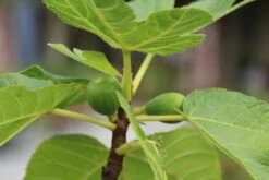 Vijg Als Solitair (Ficus Carica) -Directplant Winkel vijg 1 1 2