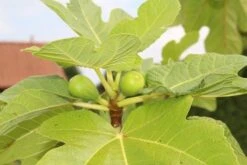 Vijg Als Solitair (Ficus Carica) -Directplant Winkel vijg 2 1 2