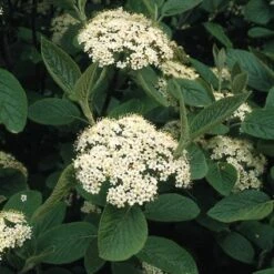 Wollige Sneeuwbal, Bosplantsoen (Viburnum Lantana) -Directplant Winkel vilantan 10 2 2