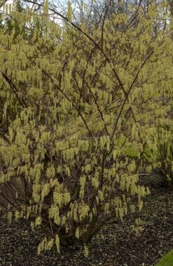 Staartaar (Stachyurus Praecox) -Directplant Winkel vima04862 1