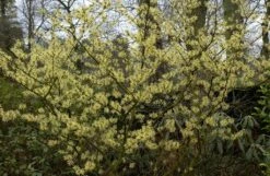 Toverhazelaar (Hamamelis Intermedia 'Arnold Promise') -Directplant Winkel vima04876