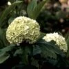 Sneeuwbal (Viburnum Opulus 'Roseum') -Directplant Winkel vioroseu 9 1