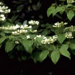 Sneeuwbal (Viburnum Plicatum 'Mariesii') -Directplant Winkel vipmarie 10 1