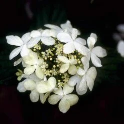 Sneeuwbal (Viburnum Plicatum 'Watanabe') -Directplant Winkel vipwatan 8 1
