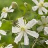 Bosrank (Clematis 'Paul Farges') -Directplant Winkel visi104254