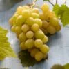 Witte Druif (Vitis Vinifera 'Italia') -Directplant Winkel visi121502 1