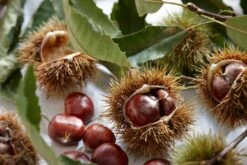 Tamme Kastanje Als Halfstam (Castanea Sativa) -Directplant Winkel visi121584 1