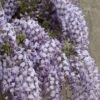 Blauweregen (Wisteria Floribunda 'Domino') -Directplant Winkel visi127325