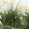Pampasgras (Cortaderia Selloana 'Senior') -Directplant Winkel visi134514 1