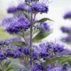 Caryopteris (Caryopteris Clandonensis 'Grand Blue') -Directplant Winkel visi154299