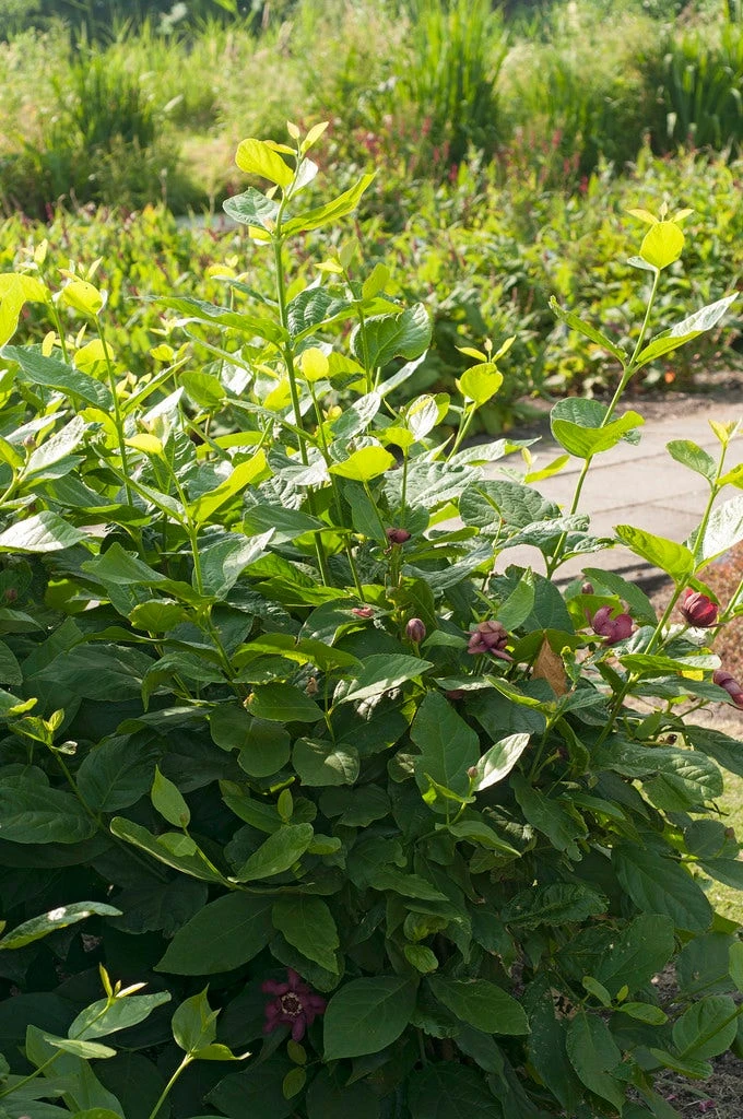 Specerijstruik (Calycanthus 'Aphrodite') 4 Specerijstruik (Calycanthus 'Aphrodite') - Afbeelding 2