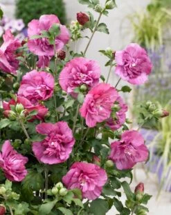Altheastruik (Hibiscus Syriacus 'Magenta Chiffon') 7 Altheastruik (Hibiscus Syriacus 'Magenta Chiffon') -Directplant Winkel visi166899 1
