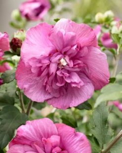 Altheastruik (Hibiscus Syriacus 'Magenta Chiffon') -Directplant Winkel visi166900