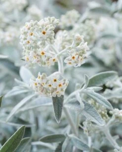 Vlinderstruik (Buddleja 'Silver Anniversary') -Directplant Winkel visi185925