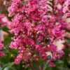 Lagerstroemia Als Halfstam (Lagerstroemia Indica 'Berry Dazzle') -Directplant Winkel visi186296