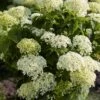 Hortensia (Hydrangea 'BellaRagazza Limetta') -Directplant Winkel visi191877