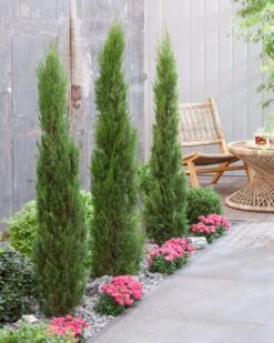 Italiaanse Cypres (Cupressus Sempervirens 'Stricta') 28 Italiaanse Cypres (Cupressus Sempervirens 'Stricta') -Directplant Winkel visi198162 1