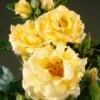 Heesterroos (Rosa 'Lichtkönigin Lucia' ®) -Directplant Winkel visi35268