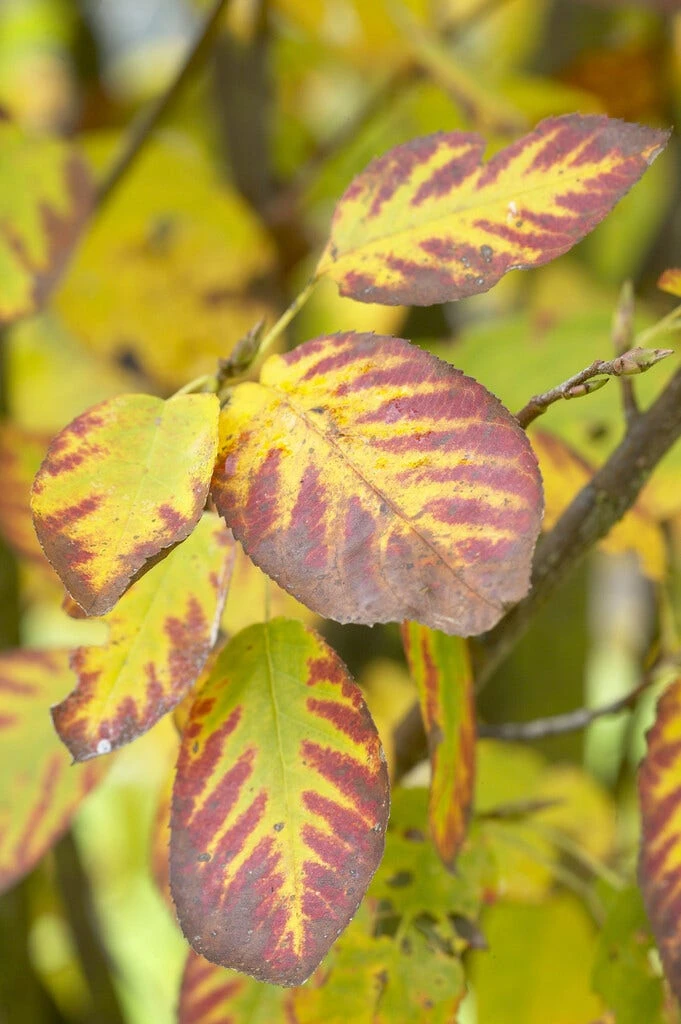 Dwerg Krentenboompje (Amelanchier Spicata) 5 Dwerg Krentenboompje (Amelanchier Spicata) - Afbeelding 3