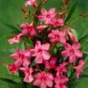 Smalbladige Oleander (Nerium Oleander 'Papa Gambetta') -Directplant Winkel visi56486 1