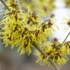 Toverhazelaar (Hamamelis Intermedia 'Westerstede') -Directplant Winkel visi64683 1