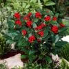 Skimmia (Skimmia Japonica 'Olympic Flame') 2 Skimmia (Skimmia Japonica 'Olympic Flame') -Directplant Winkel visi66678 1