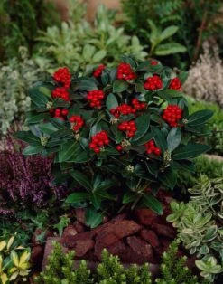 Skimmia (Skimmia Japonica 'Olympic Flame') -Directplant Winkel visi66679