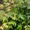 Japanse Esdoorn (Acer Palmatum 'Bi Hoo') -Directplant Winkel visi69011
