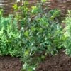 Blauwe Hulst (Ilex Meserveae 'Blue Princess') -Directplant Winkel visi71585