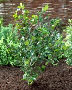 Blauwe Hulst (Ilex Meserveae 'Blue Prince') -Directplant Winkel visi71585 1 1