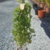 Witte Druif (Vitis Vinifera 'Suzi') -Directplant Winkel vitis 1