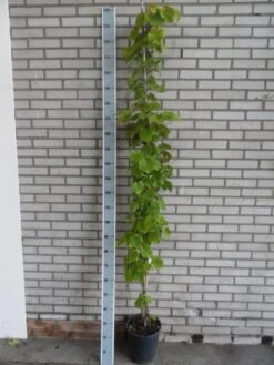 Sierdruif (Vitis Coignetiae) -Directplant Winkel vitis coignetiae 175 200 c10 1