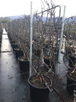 Blauwe Druif Als Leivorm (Vitis Vinifera 'Crimson') -Directplant Winkel vitiscrimsonleivorm02