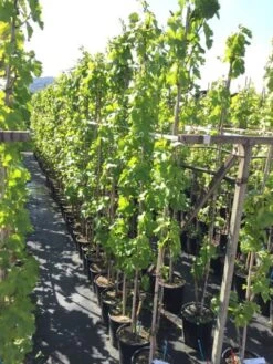 Witte Druif (Vitis Vinifera 'Italia') 6 Witte Druif (Vitis Vinifera 'Italia') -Directplant Winkel vitisitalia02