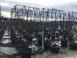 Druif Als Leivorm (Vitis Vinifera 'Red Globe')