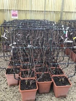 Witte Druif Als Leivorm (Vitis Vinifera 'Suzi')