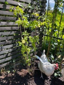 Vlier (Sambucus Nigra) -Directplant Winkel vlier sambucus nigra 2