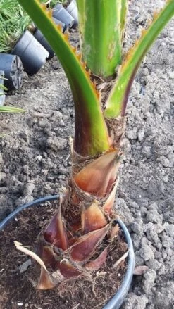 Washingtonia (Washingtonia Robusta) -Directplant Winkel washingtoniarobusta01