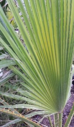 Washingtonia (Washingtonia Robusta) 21 Washingtonia (Washingtonia Robusta) -Directplant Winkel washingtoniarobusta02 1