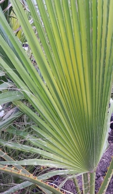 Washingtonia (Washingtonia Robusta) 12 Washingtonia (Washingtonia Robusta) - Afbeelding 10