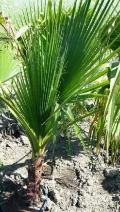 Washingtonia (Washingtonia Robusta) 15 Washingtonia (Washingtonia Robusta) -Directplant Winkel washingtoniarobusta03 1