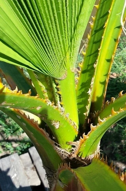 Washingtonia (Washingtonia Robusta) 7 Washingtonia (Washingtonia Robusta) - Afbeelding 5