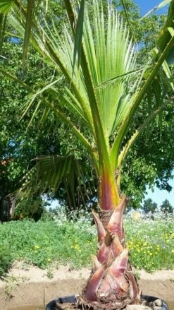 Washingtonia (Washingtonia Robusta) -Directplant Winkel washingtoniarobusta05