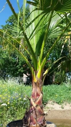 Washingtonia (Washingtonia Robusta) 17 Washingtonia (Washingtonia Robusta) -Directplant Winkel washingtoniarobusta07 1