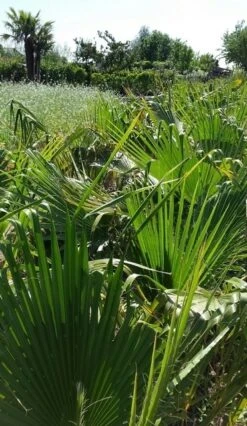 Washingtonia (Washingtonia Robusta) 18 Washingtonia (Washingtonia Robusta) -Directplant Winkel washingtoniarobusta08 1