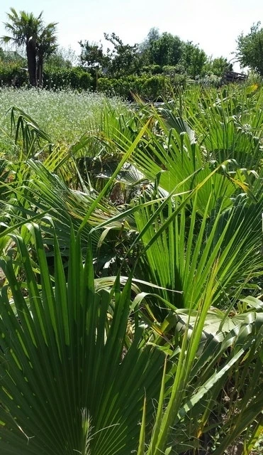 Washingtonia (Washingtonia Robusta) 9 Washingtonia (Washingtonia Robusta) - Afbeelding 7