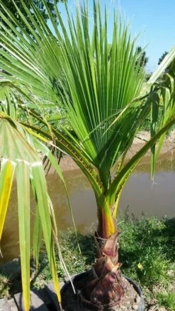 Washingtonia (Washingtonia Robusta) -Directplant Winkel washingtoniarobusta09