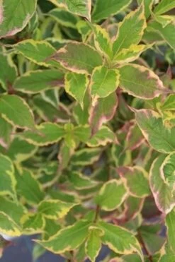 Weigela (Weigela Florida 'Variegata') -Directplant Winkel weigela florida variegata 1