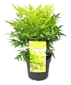 Hemelse Bamboe (Nandina Domestica 'Lemon And Lime') -Directplant Winkel wep 0549
